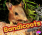 Bandicoot (Pebble Plus: Australian Animals)