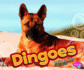 Dingoes (Pebble Plus: Australian Animals)