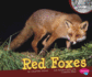 Red Foxes (Pebble Plus: Nocturnal Animals)