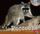 Raccoons (Nocturnal Animals)