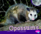 Opossums (Pebble Plus: Nocturnal Animals)