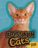 Abyssinian Cats