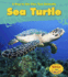 Sea Turtle (a Day in the Life: Sea Animals)