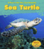 Sea Turtle