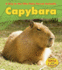 Capybara