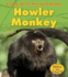 Howler Monkey