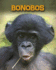 Bonobos