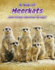 A Mob of Meerkats: and Other Mammal Groups (Animals in Groups)