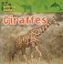 Giraffes (Amazing Animals)