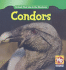 Condors (Animals That Live in the Mountains)