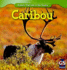 Caribou (Animals That Live in the Tundra)