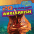 20 Fun Facts About Anglerfish (Fun Fact File: Fierce Fish! )