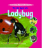 The Life Cycle of a Ladybug