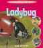 The Life Cycle of a Ladybug (Learning About Life Cycles)