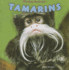 Tamarins (Monkey Business)