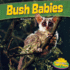 Bush Babies