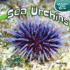 Sea Urchins (Under the Sea)