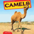 Camels (the Animals of Asia)