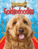 Goldendoodles (Designer Dogs)