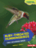 Ruby-Throated Hummingbirds: Tiny Hovering Birds (Comparing Animal Traits)