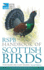 Rspb Handbook of Scottish Birds