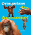 Orangutans Are Awesome! (a+ Books: Awesome Asian Animals)