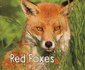 Red Foxes (Pebble Plus: Woodland Wildlife)