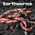 Earthworms (Little Pebble: Little Creatures)