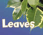 Parts of Plants: Leaves