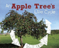 Explore Life Cycles: an Apple Trees Life Cycle