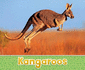 Australian Animals: Kangaroos