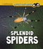 Splendid Spiders