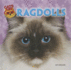 Ragdolls (Cats Are Cool)