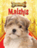 Malshis (Designer Dogs)