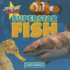 Superstar Fish (Nature's Got Talent)