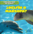 ? Delf? N O Marsopa? (Dolphin Or Porpoise? )