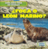 Foca O Len Marino? / Seal Or Sea Lion? (Similares Pero No Iguales/ Animal Look-Alikes) (Spanish Edition)