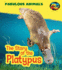 Fabulous Animals: the Story of the Platypus