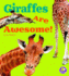 Giraffes Are Awesome!