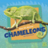 Get to Know Chameleons (Get to Know Reptiles)