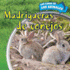 Madrigueras De Conejos (Inside Rabbit Burrows)
