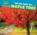The Life Cycle of a Maple Tree (Watch Them Grow! )