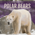 Polar Bears (Bears of the World)