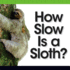 How Slow is a Sloth? (Comparison Fun)