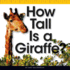 How Tall is a Giraffe? (Comparison Fun)