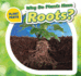 Why Do Plants Have Roots? (Plant Parts)