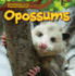 Opossums (Creatures of the Forest Habitat)