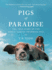 Pigs of Paradise the True Story of the Worldfamous Swimming Pigs