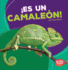 Es Un Camalen! (It's a Chameleon! ) (Bumba Books En Espaol Animales De La Selva Tropical (Rain Forest Animals)) (Spanish Edition)