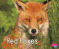 Red Foxes